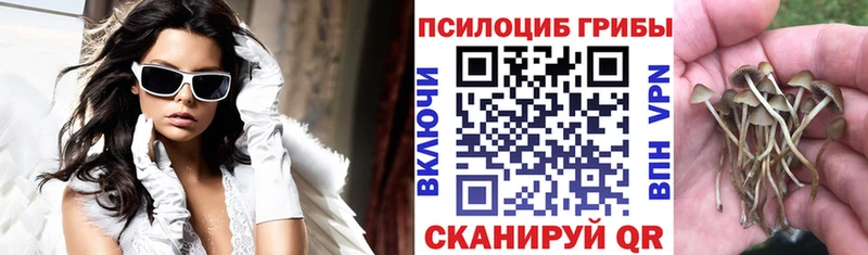 Псилоцибиновые грибы мицелий  даркнет сайт  Тогучин 